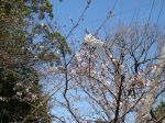 桜がちらほら＊